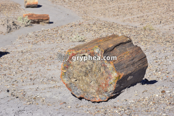 Fragment de tronc pétrifié mis à nu par l'érosion - gryphea.com